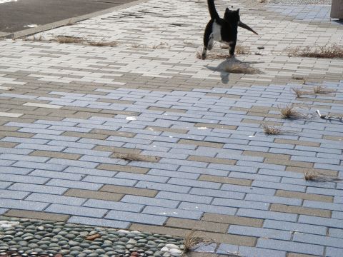 20121124ネコ1