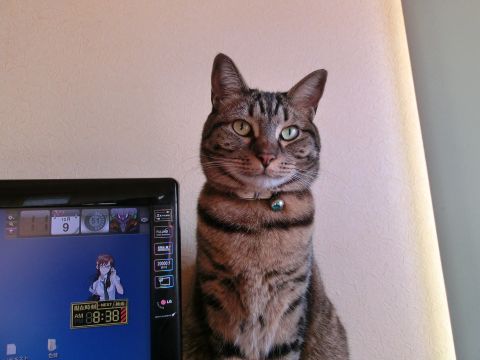 cat0036.jpg