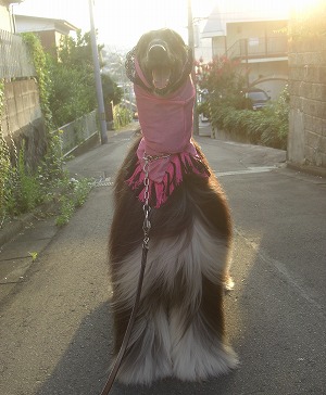 夕方散歩