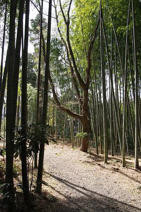 竹林