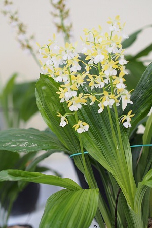 花5