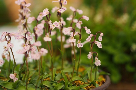 花3