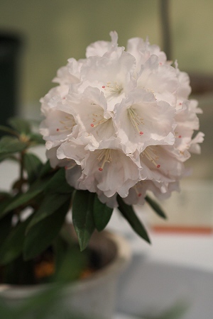 花4