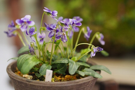 花2