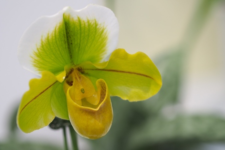 花9
