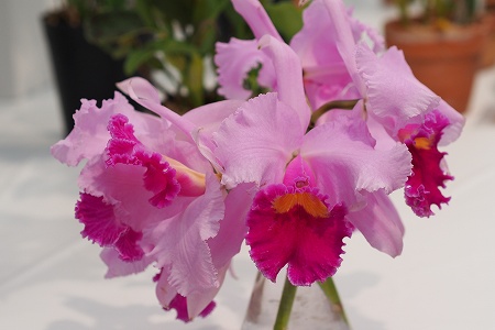 花7