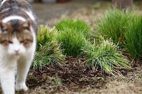 ねこ草