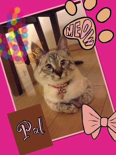 パルさん