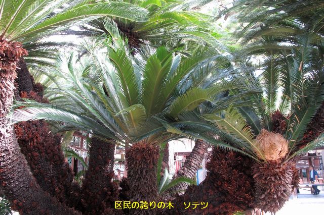 ソテツ