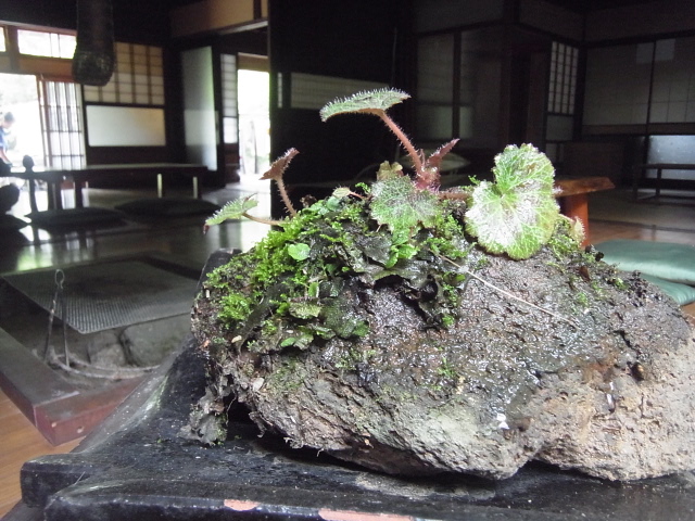 5,26昼