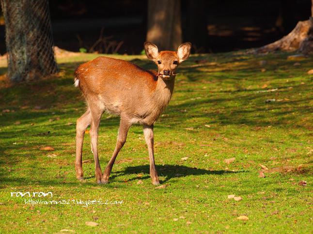 20121031奈良公園3