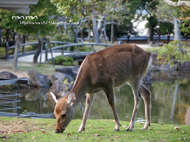 20121031奈良公園1