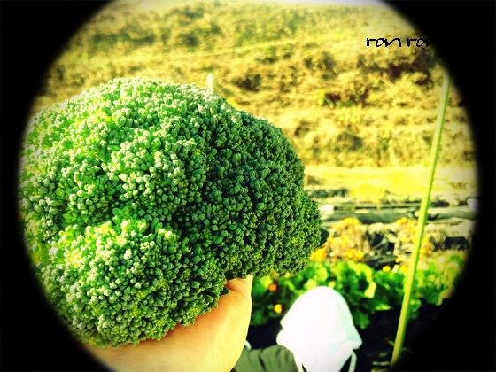 20121125photo10.jpg