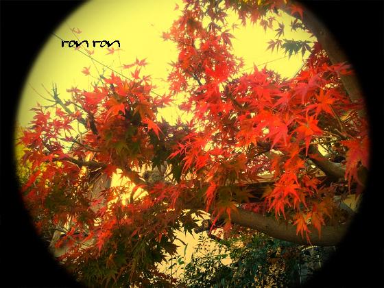 20121125photo15.jpg