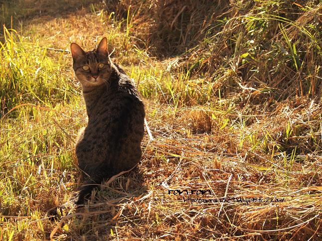 20121125photo7.jpg