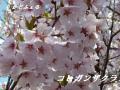 高遠城址5