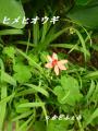 ヒメヒオウギ