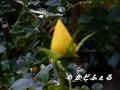 P1010478.jpg