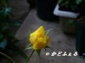 P1010483.jpg