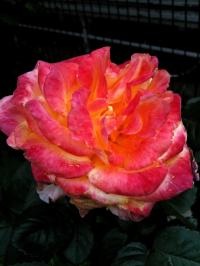 1205rose2.jpg