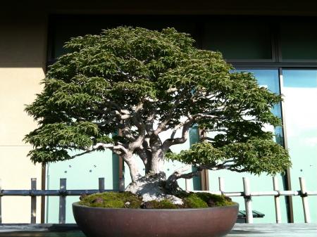 1210bonsai.jpg