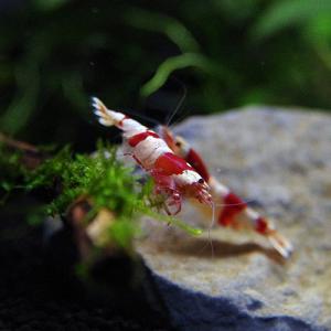 紅蜂レッドビーとぷ01