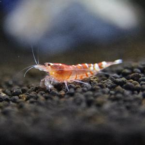 PrubiA03