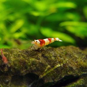 akabee01_20130213174137.jpg