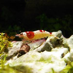 redbeemidobanmag03.jpg