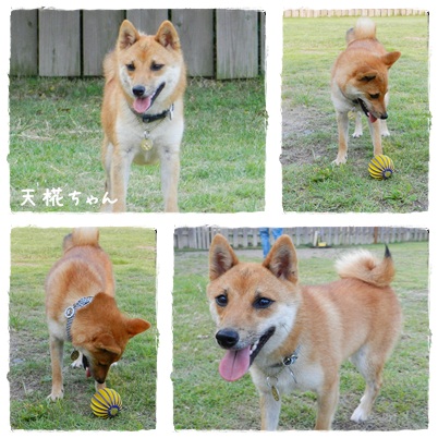 天椛ちゃん