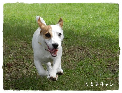 くるみちゃん