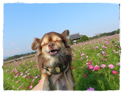 ツナ
