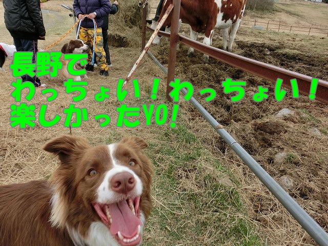 ルイわっちょい!