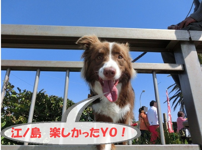 江ノ島ルイ