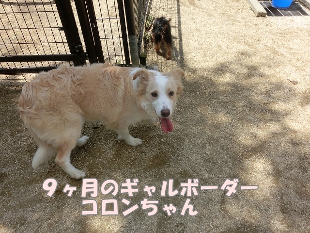 コロン1