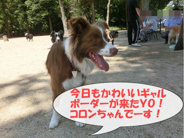 コロン紹介