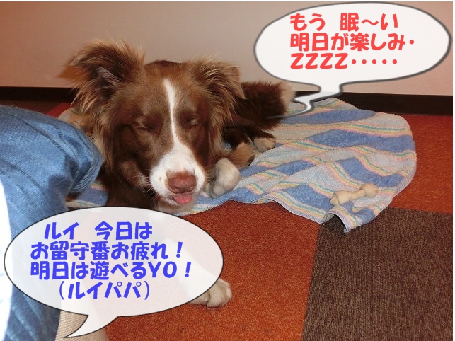 ルイ眠い・・