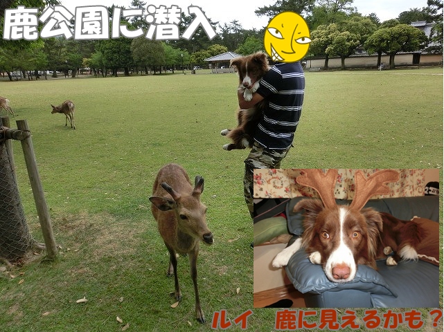 ルイ 鹿
