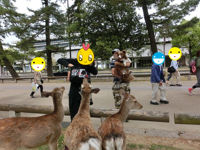 鹿2