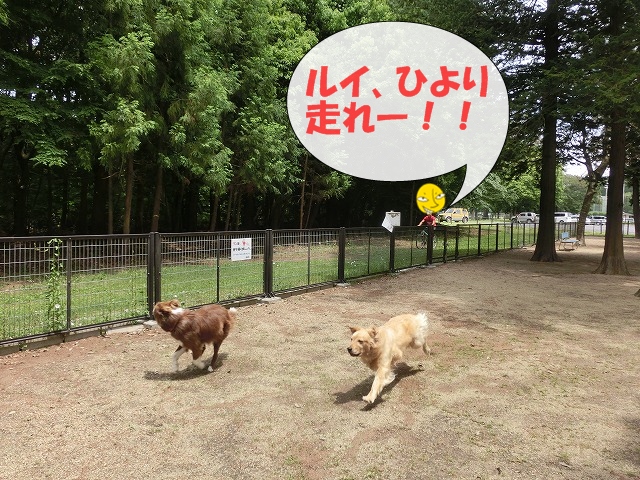 ルイ ひよ走れー