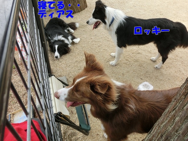 ロッキー&ディアス