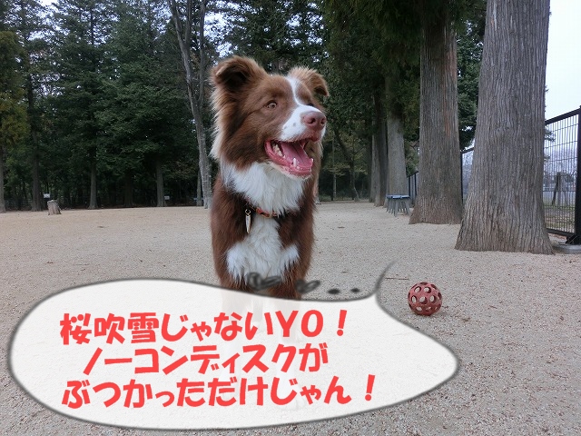 CIMG2225moji.jpg