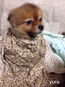 20141022191415ace.jpg