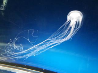 DSC_0954.jpg