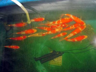 2013 当歳立て鯉候補