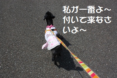 2ワン散歩3