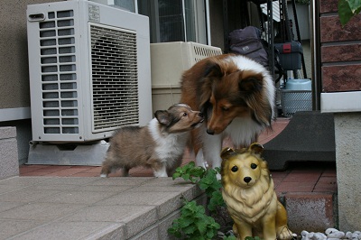 犬舎2