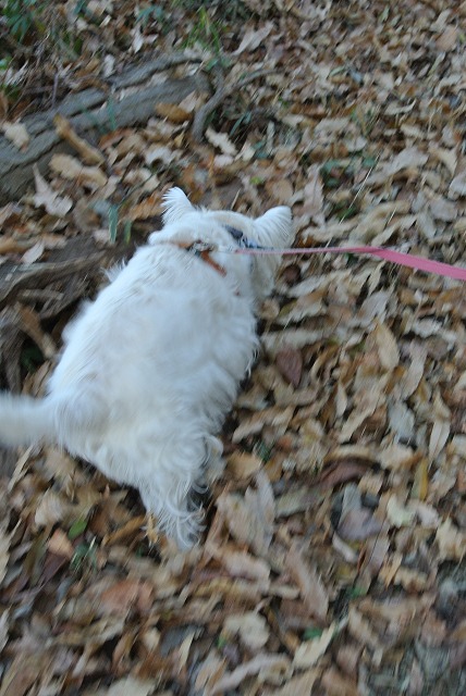 DSC_2463.jpg