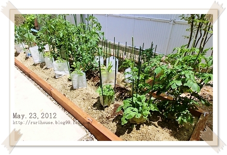 6月の家庭菜園 2012 家庭菜園