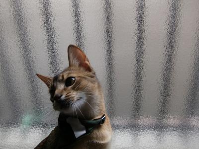 CIMG6900.jpg